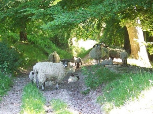Photo 6x4 sheep near - photo,