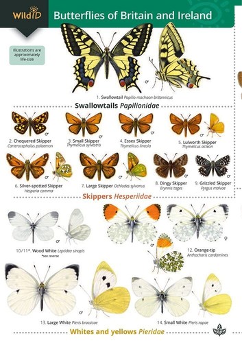 Butterflies britain and - of,