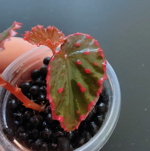 Super rare begonia - begonia, nyx’