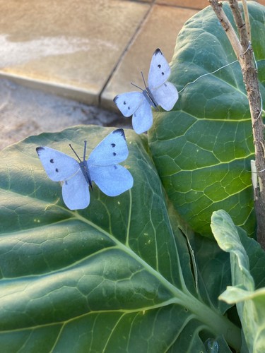 Pack cabbage white - 27,