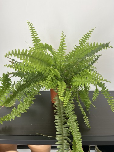 Nephrolepis green lady - nephrolepis,