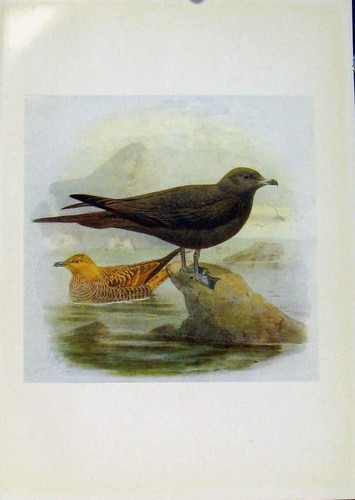 Original old antique print - old,