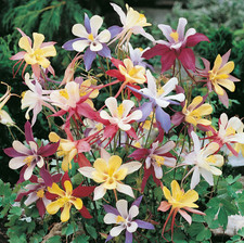 Aquilegia Mckana Giant Mix 6