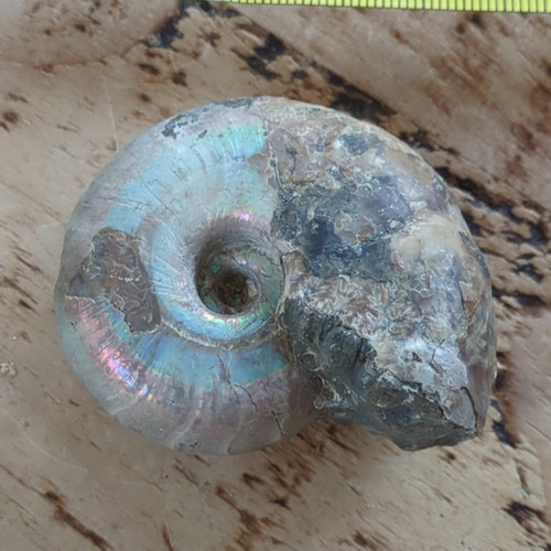 Natural unpolished ammonite - unpolished,