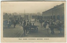 DRAY HORSE, GUINNESS'S BREWERY, DUBLIN, HORSE AND CART - Co Dublin Postcard