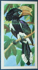CRESTED HORNBILL aka