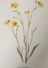 Antique Print c1900 F.E. Hulme