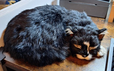 Able Seaman Simon Ships Cat