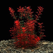 Large aquarium plants - aquarium,