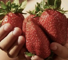 100 Giant Strawberry Seeds, Sweet And Delicious, Large Garden Fruit Plant Seeds