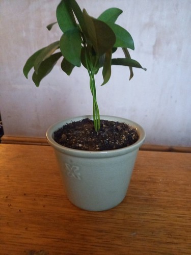 Umbrella plant stem braid - 3,
