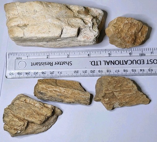 Large dinosaur fossils bundle - fossils,