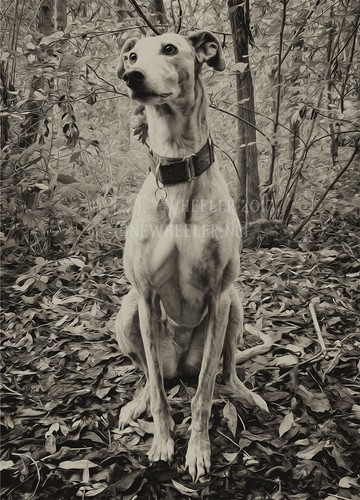 Lurcher greeting card - , notelet