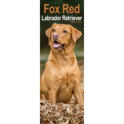 Fox red labrador - fox,