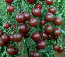 Tomato Black Cherry Plug plant