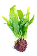 Microsorum Pteropus On Lava Stone - Tropical Water Live Aquarium Plants