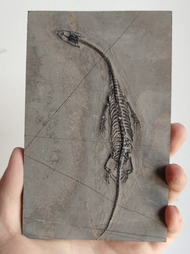 Keichousaurus skeleton fossil - keichousaurus,