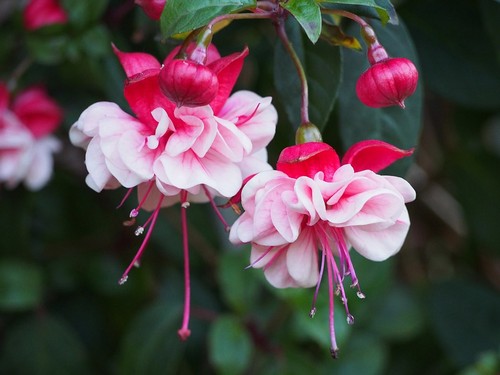 Hardy trailing fuchsia raf - 6,