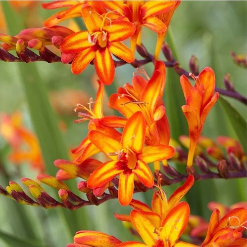 Crocosmia firestars - crocosmia, 'firestars