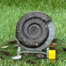 Peronoceras ammonite north - peronoceras,