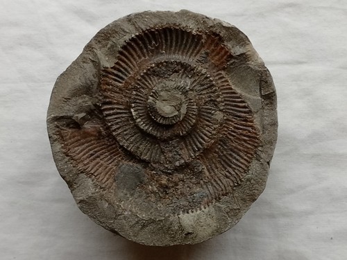 Genuine charmouth ammonite - charmouth,