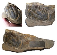 British ordovician trilobite - ordovician,