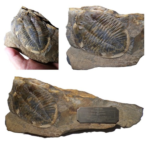 British ordovician trilobite - british,