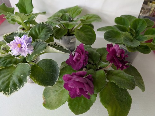 Set young plants - of, 5