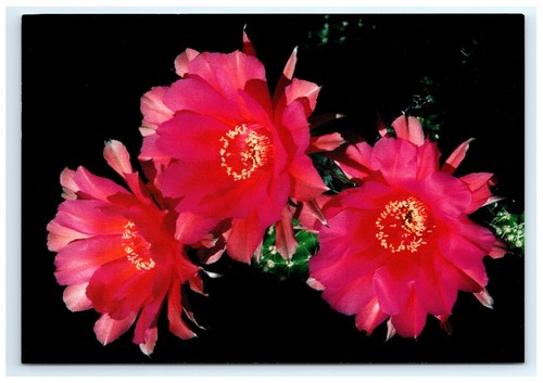 Easter lily cactus - cactus, blooming