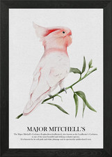 Major Mitchell's Cockatoo