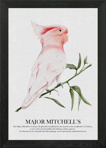 Major mitchell cockatoo - major, mitchell's