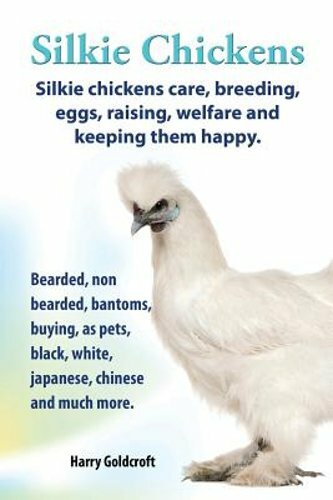 Silkie chickens care - silkie,