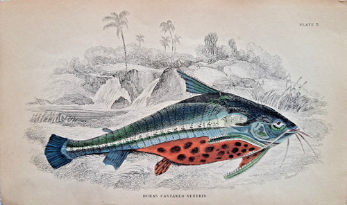 Doras castaneoventris catfish