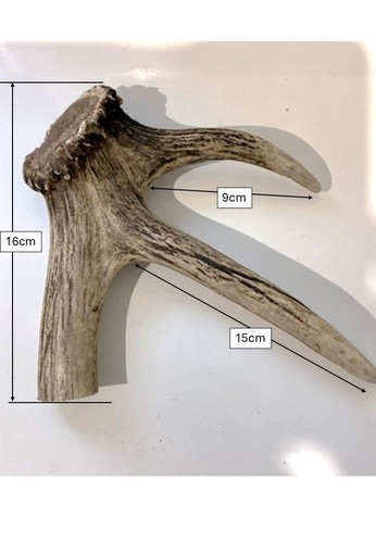 Red deer antler stick - -,