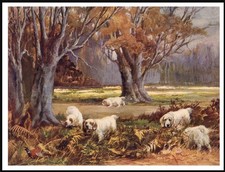 CLUMBER SPANIEL DOGS AT WORK