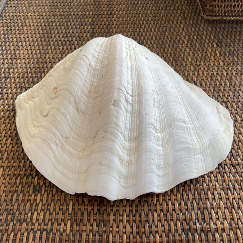 Beautiful vintage large clam - beautiful,