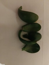 5 X Large Jade Crassula Ovata