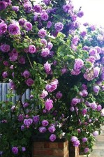 CLIMBING ROSE INDIGOLETTA