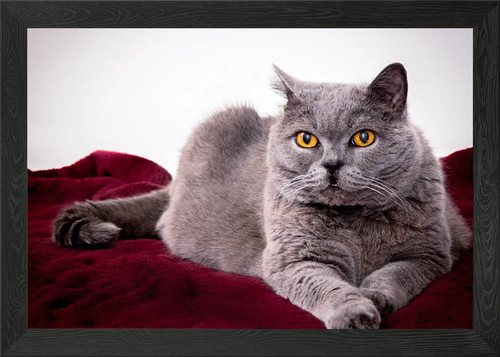 Cat beautiful framed wall art - beautiful,