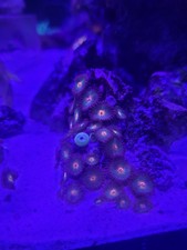 Gorilla Nipple Zoa Marine Soft Coral, Not LPS/SPS WYSIWYG