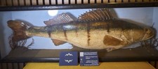 European taxidermy perch - taxidermy, in