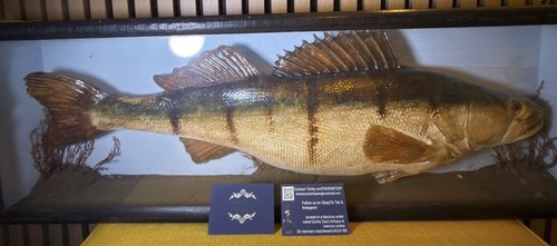 European taxidermy perch - taxidermy,