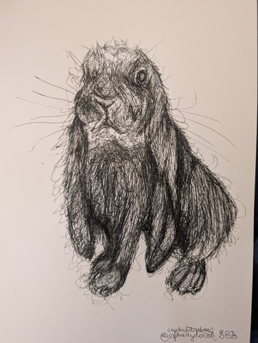 Rabbit long ears down bunny - rabbit,