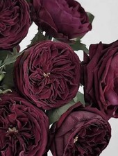   FLORIBUNDA  ROSE   ROYAL