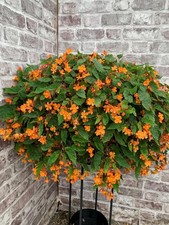 3 x Begonia Sutherlandii 3cm