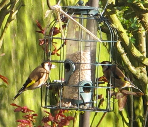 Photo 6x4 goldfinches - photo, on