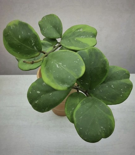 Hoya obovata amelia rooted - hoya,