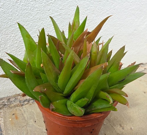Aloe black gem - gem', up
