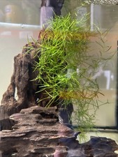 Guppy Grass Aquarium Plant Easy Grow, Shrimp Safe, Small Clump 