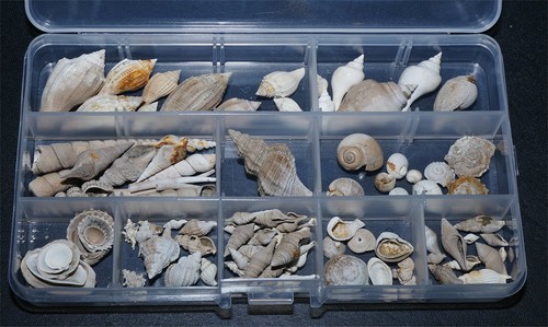 Eocene gastropod bivalve - 57,